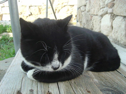 osman artık ünlü bir kedi! :)