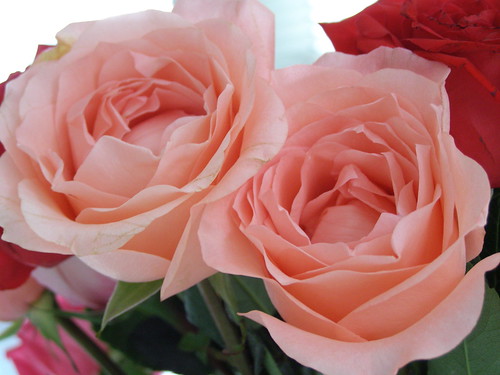 Pictures Of Pink Roses. Pink Roses