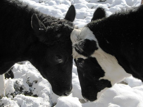 Cows in Love Close-up