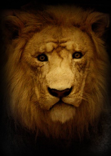 sad lion