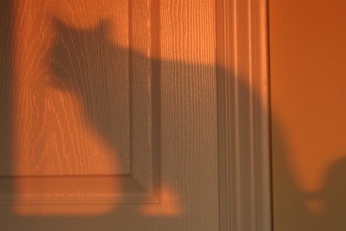 Cat Shadow in Sunset