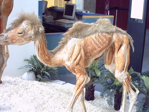 Body Works Baby Camel