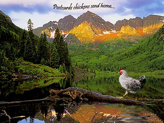 chicken postcard - by Finntasia