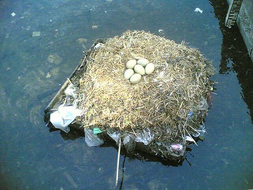 Swan eggs
