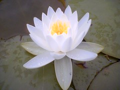 Lotus flower White Lotus