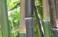 Schwarzer Bambus