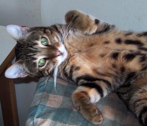 Pepper, the prettiest cat *in the world*