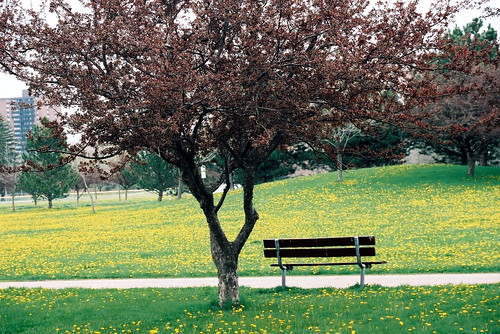 Spring Park Bench