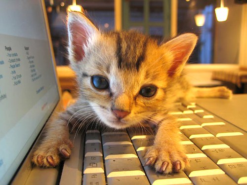 El gato que escribe el blog
