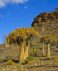 Quiver Tree Forest in Niewoudsville