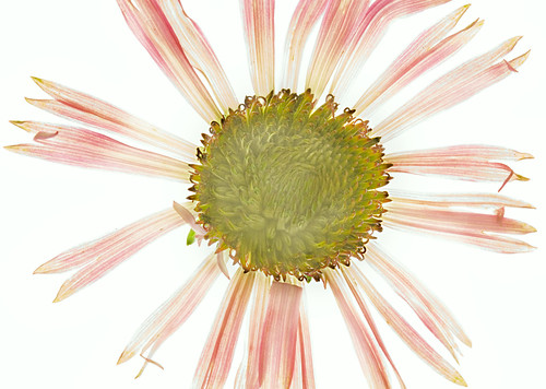 Cone Flower Photogram.jpg