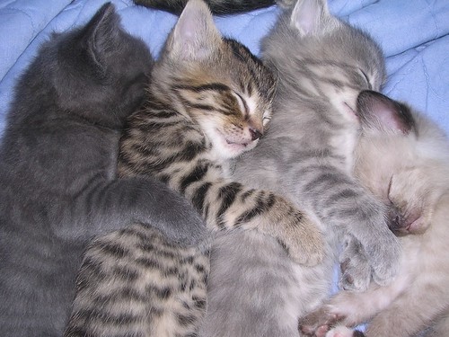 spooning kittens