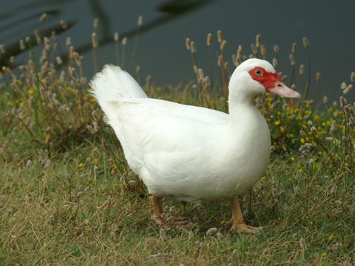 pato criollo 02 - Muscovy duck - Cairina moschata