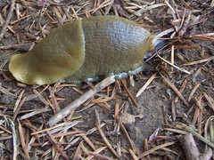 20061119 Slug