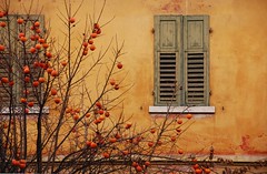 House with Persimmons