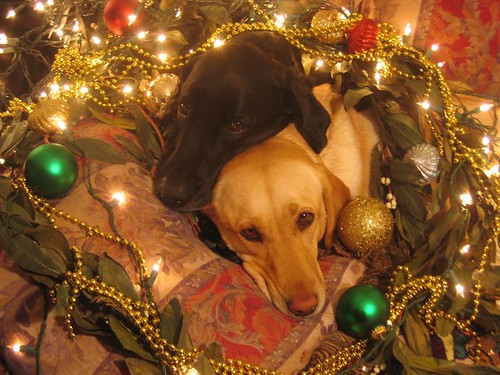 yellow and chocolate labrador retriever - Christmas