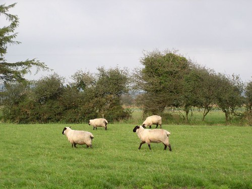 Sheep at the Kinery's Farm in Dungourney
