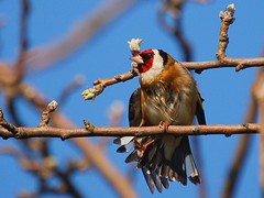 Pintassilgo / European Goldfinch