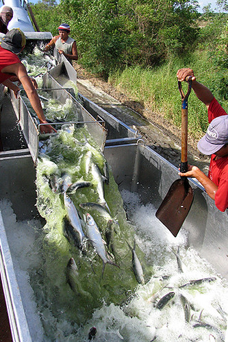  bangus sarangani davao del sur fish workers milkfish harvest Pinoy Filipino Pilipino Buhay  people pictures photos life Philippinen  菲律宾  菲律賓  필리핀(공화국) Philippines    