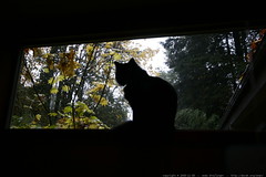 catula perched on the highest windowsill - _MG_4743