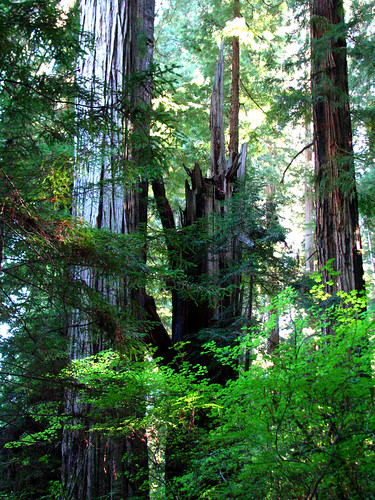 California Redwoods, Smith River