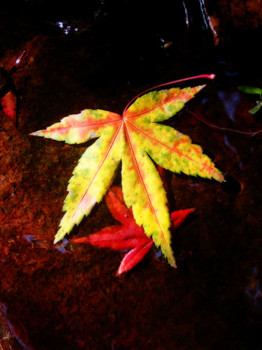japanese maple leafs. Japanese Maple Leaf - Orton