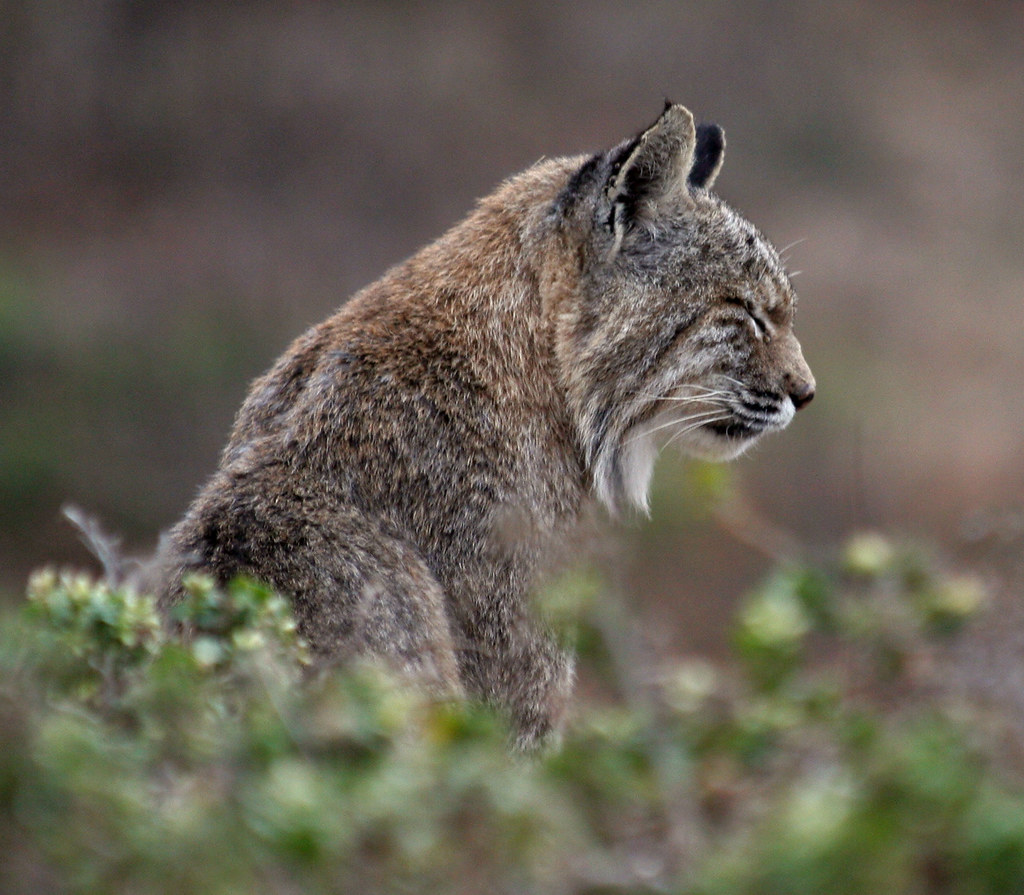 Bobcat (lynx rufus).