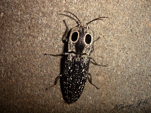 Eyed Click Beetle  "Alaus oculatus"