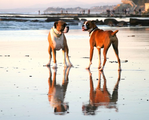 Lola with Bailey at Dog Beach