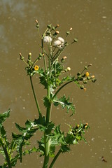 527638931 Groundsel 2007-06-02_10:52:17 Oxford_Canal