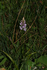 548789525 Common_Spotted_Orchid 2007-06-13_18:57:06 Cothill