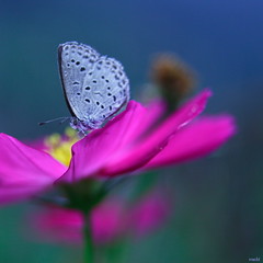 Pale grass blue on Cosmos - by Maki_C30D