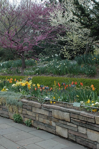 Redbuds and Spring Bulbs in the Fragrance Garden