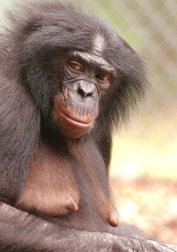 Panbanisha the bonobo