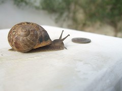 Snail looking for money
