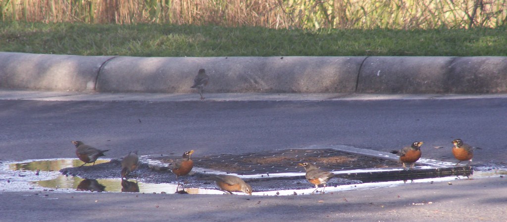 Robins 'Round the Drain Puddle