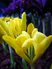 caustic iris
