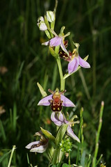 548702220 Bee_Orchid---Typical 2007-06-13_18:24:30 Farmoor_Reservoir