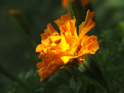 La flor naranja