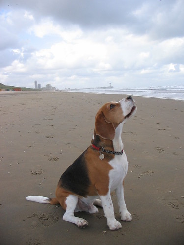 Bob the Beagle on the Beach