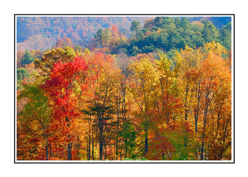 Colorful Foliage in Smoky Mountains, TN