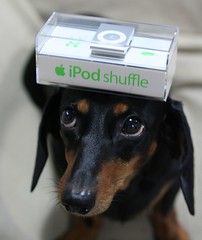 dog with iPod shuffle