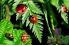 multi ladybird