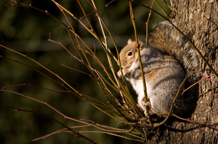 Regent's Squirrel :: Click for previous photo