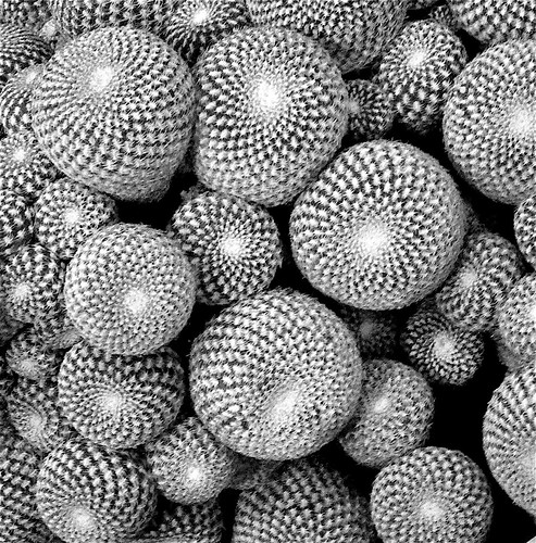 black and white patterns. lack and white cactus pattern