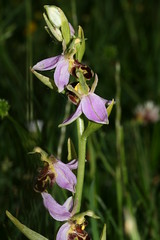 548776343 Bee_Orchid---Belgarum 2007-06-13_18:22:29 Farmoor_Reservoir