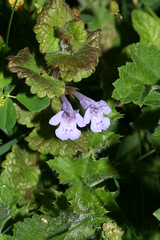 548742188 Ground_Ivy 2007-06-13_19:38:28 Cothill