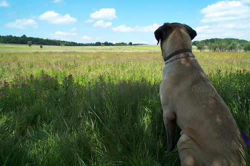 dog gazing across a field