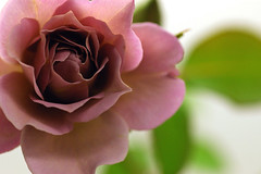 Rose/lavender pinocchio