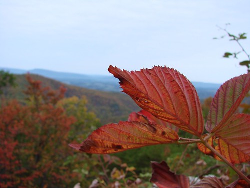 Blackberry leaf, autumn, Blue Ridge Parkway